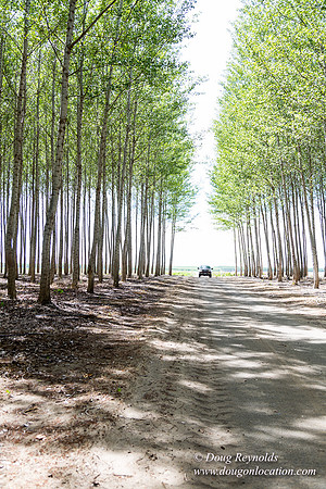 Tree Farm