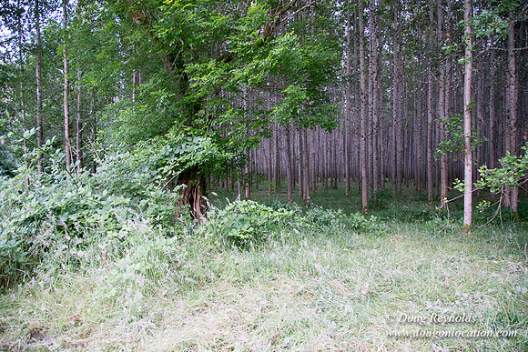 LCG & GWG Tree Farm