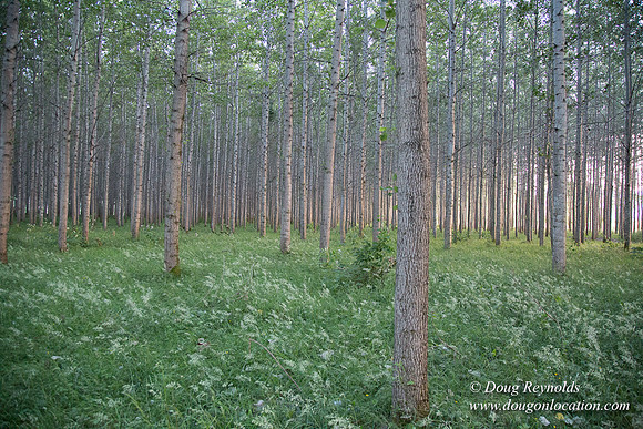 LCG & GWG Tree Farm