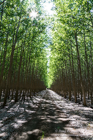 Tree Farm