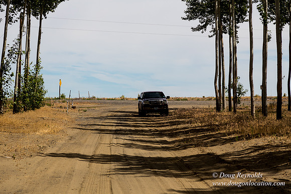 Tree Farm