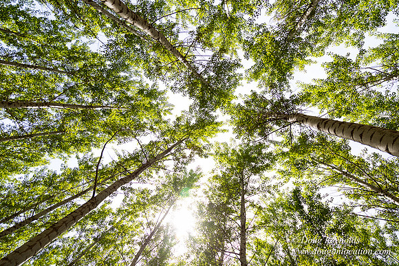 Tree Farm