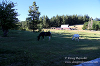 Neil Creek Horses-8554