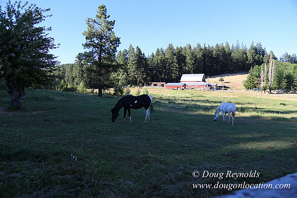 Neil Creek Horses-8554