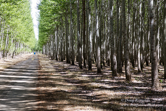 Tree Farm