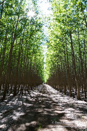 Tree Farm