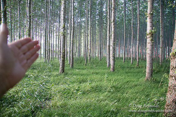 LCG & GWG Tree Farm
