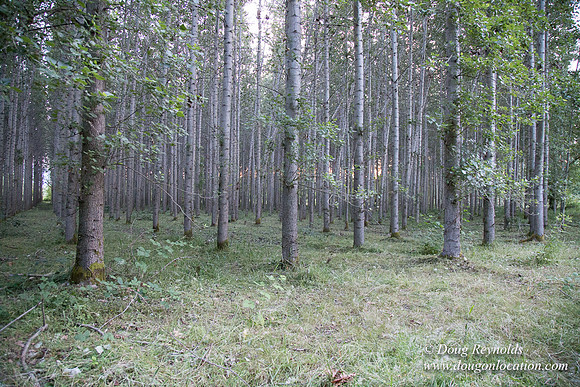 LCG & GWG Tree Farm