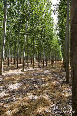 Tree Farm