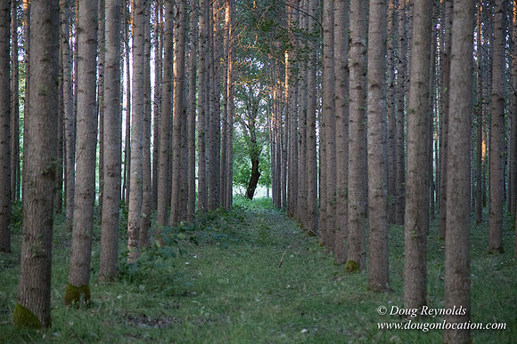 LCG & GWG Tree Farm