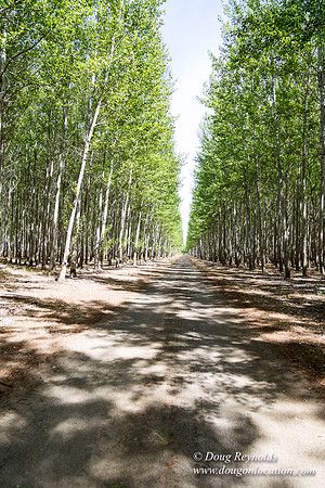 Tree Farm