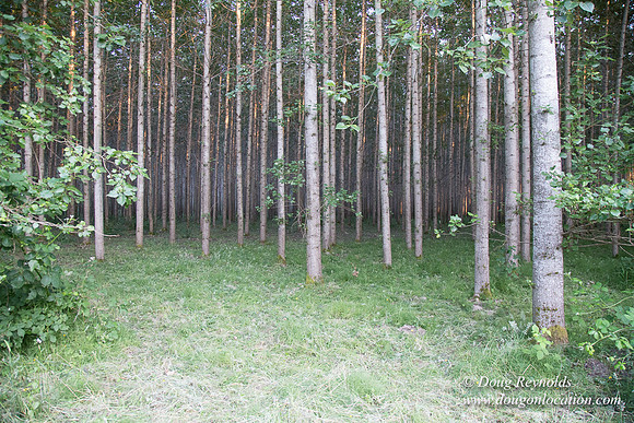 LCG & GWG Tree Farm