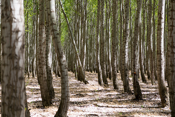 Tree Farm