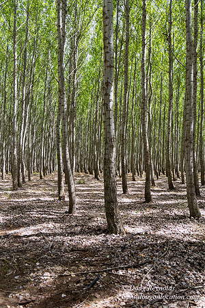 Tree Farm