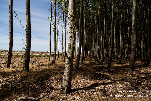 Tree Farm