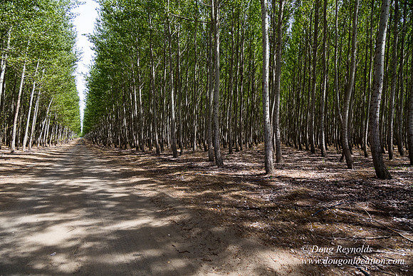 Tree Farm