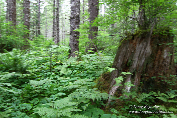 Tree & Forested locations