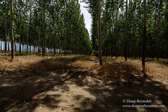 Tree Farm