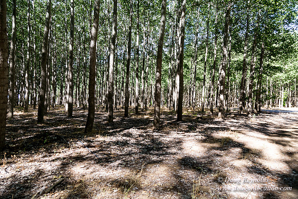Tree Farm