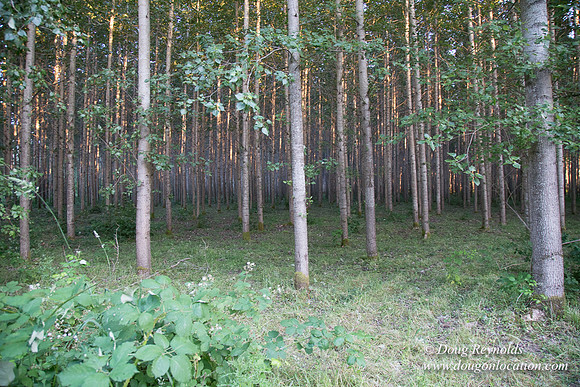 LCG & GWG Tree Farm