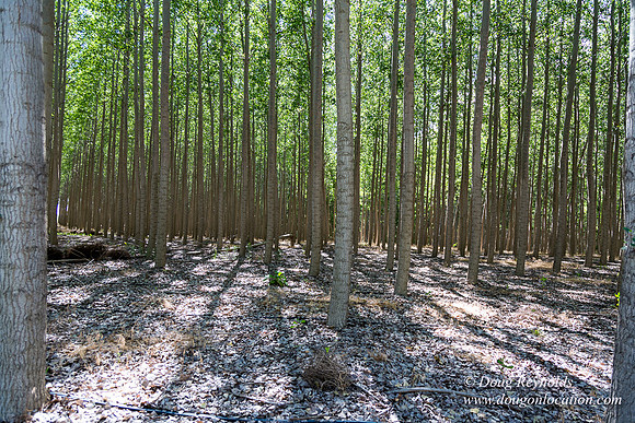 Tree Farm