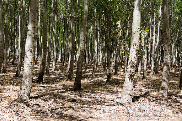 Tree Farm