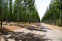 Tree Farm