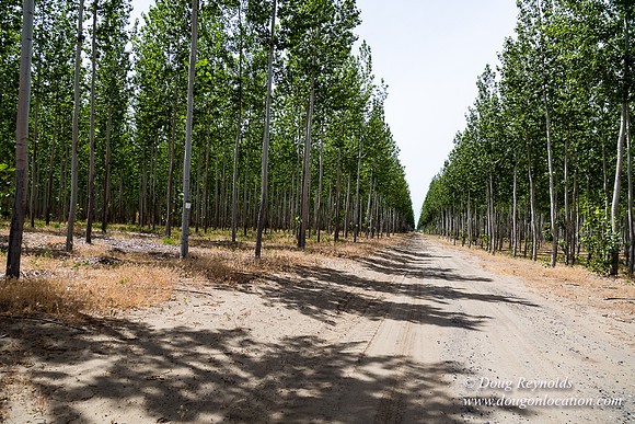 Tree Farm