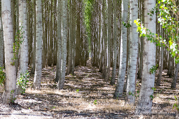 Tree Farm