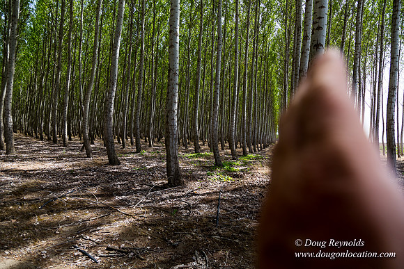 Tree Farm