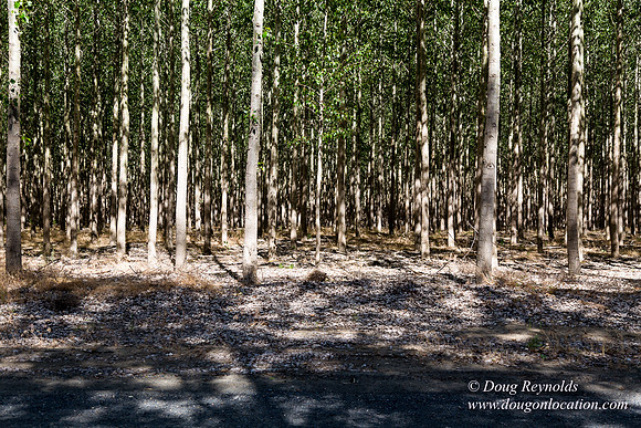 Tree Farm