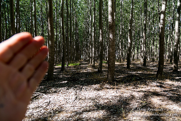 Tree Farm
