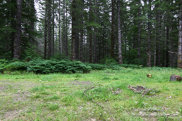 Tree & Forested locations