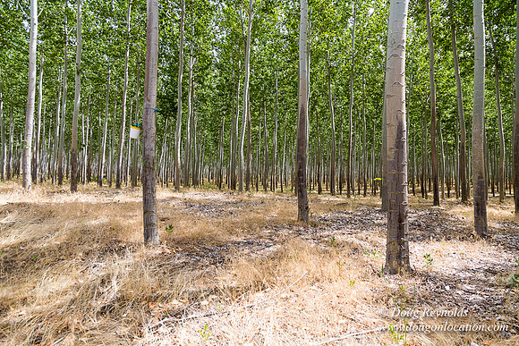 Tree Farm