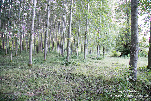 LCG & GWG Tree Farm
