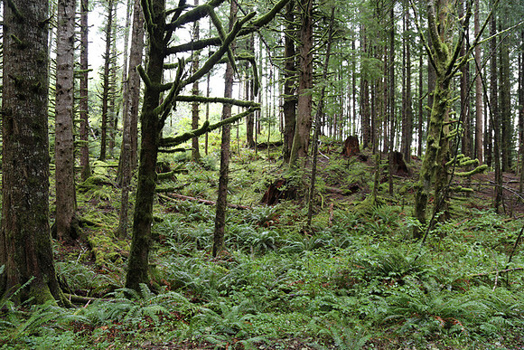 Saddle Mt Rd-0321