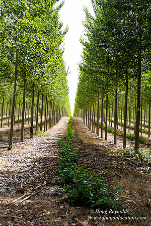Tree Farm