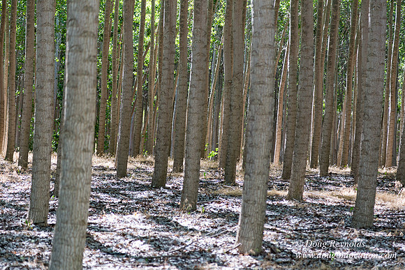 Tree Farm