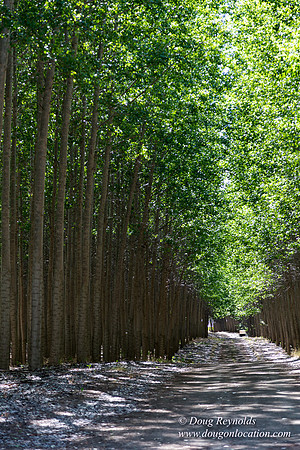 Tree Farm