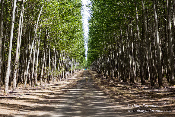 Tree Farm