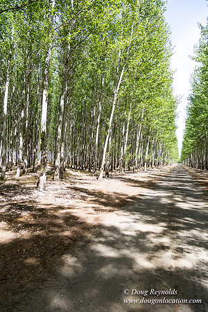 Tree Farm