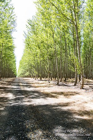 Tree Farm