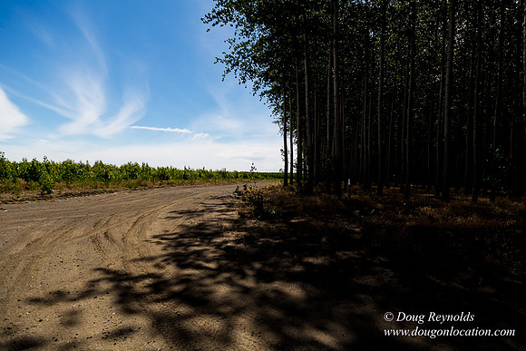 Tree Farm
