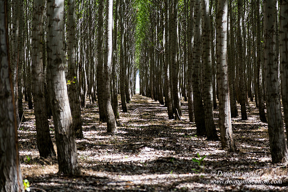 Tree Farm
