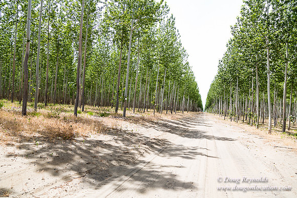 Tree Farm