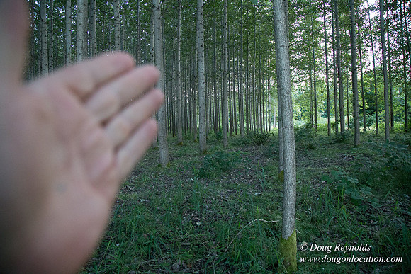 LCG & GWG Tree Farm