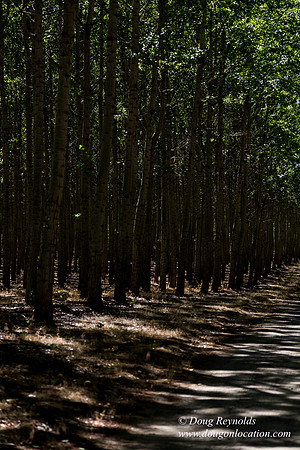 Tree Farm