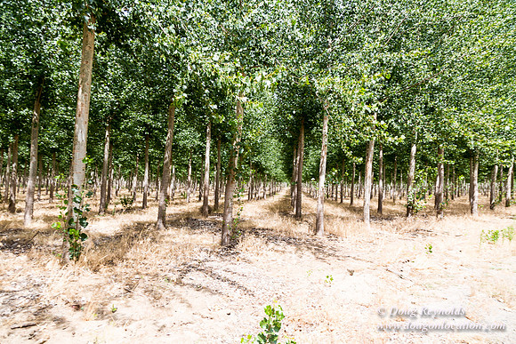 Tree Farm