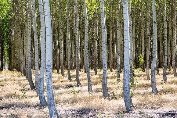 Tree Farm