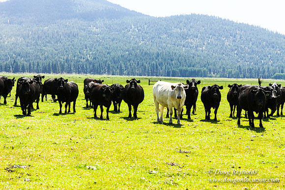 Ranch 18